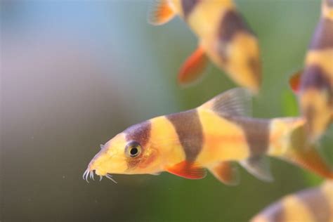Fish that eat snails .